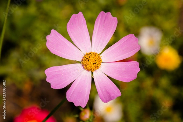 Obraz Cosmos flower