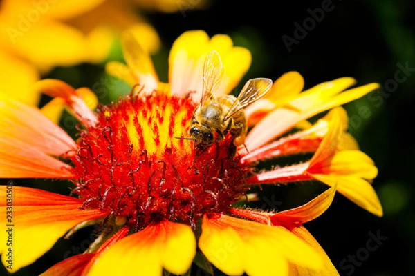 Obraz Bee on a flower