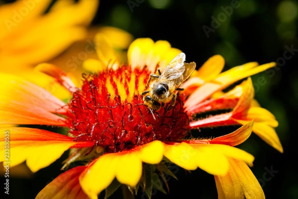 Obraz Bee on a flower