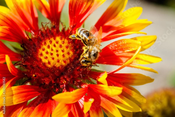 Obraz Bee on a flower