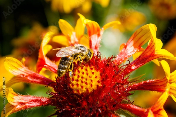 Obraz Bee on a flower