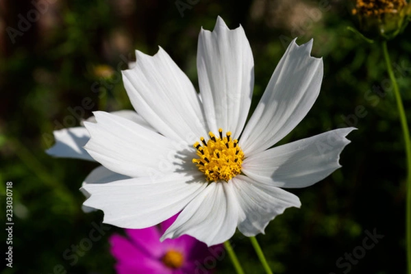 Obraz Cosmos flower