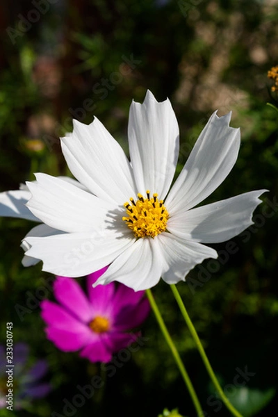 Obraz Cosmos flower