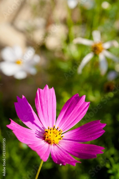 Obraz Cosmos flower