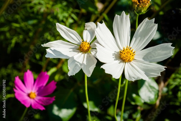 Obraz Cosmos flower