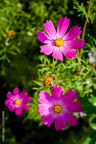 Obraz Cosmos flower