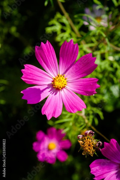 Obraz Cosmos flower