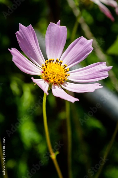 Obraz Cosmos flower