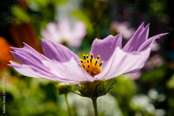 Obraz Cosmos flower