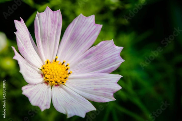 Obraz Cosmos flower