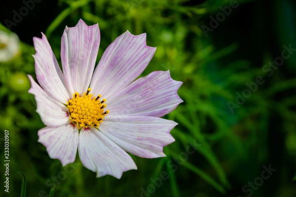 Obraz Cosmos flower