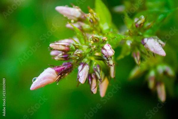 Obraz Phlox flower
