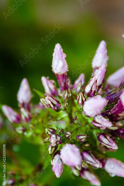 Obraz Phlox flower