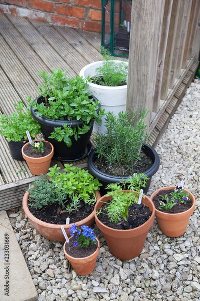 Obraz Herb Garden