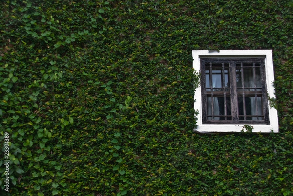 Obraz Beautiful vintage window