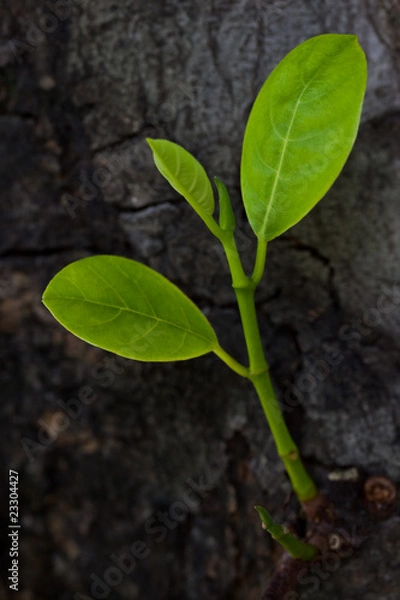 Obraz A growing tree