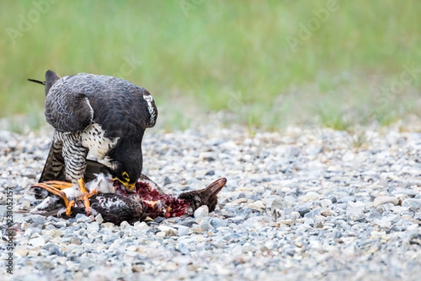 Fototapeta Peregrine Falcon - Falco peregrinus. Standing atop  it's prey, a duck, while reaching down to feed.