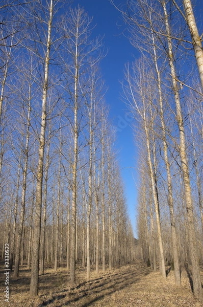 Fototapeta plantation forestière