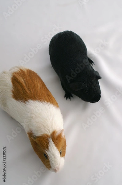 Obraz guinea pigs