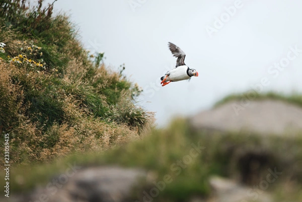 Obraz Puffin in flight