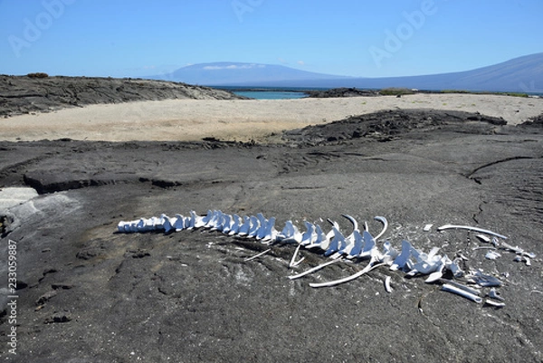 Obraz killer whale skeleton