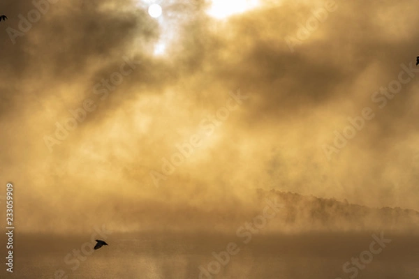 Obraz Bird in the Mist