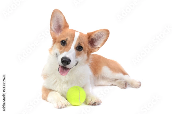 Fototapeta Pembroke welsh corgi z piłką na białym tle