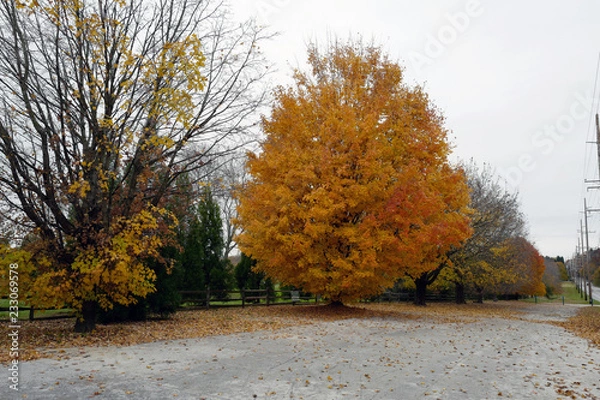Fototapeta Autumn leaves are falling.