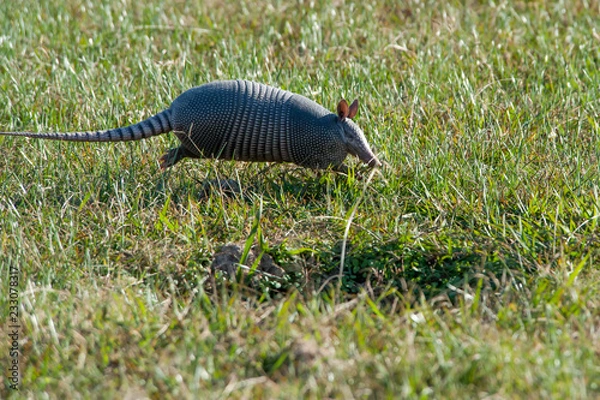 Fototapeta Armadillo