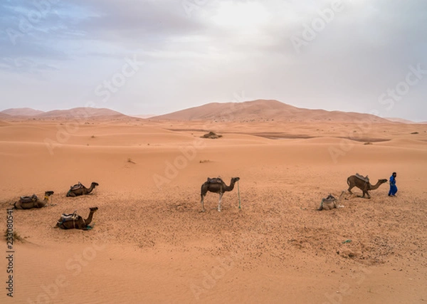 Obraz Erg Chebbi Dunes and Five Camels