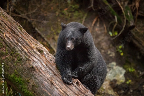 Obraz Bear Climbing Over A Log