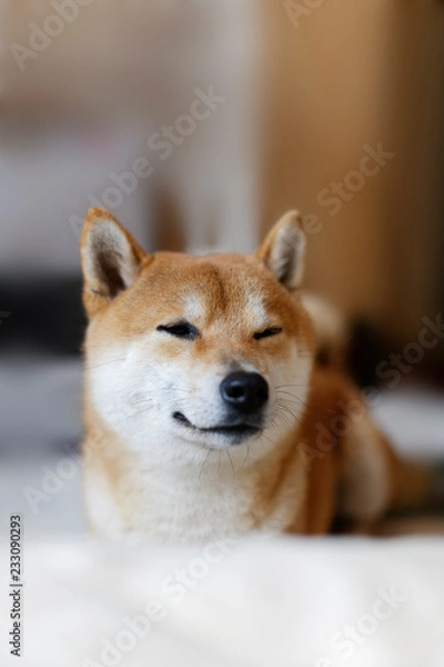 Fototapeta ストーブの前に陣取る柴犬