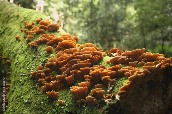 Fototapeta キノコ