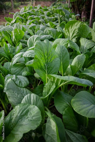 Fototapeta Vegetable