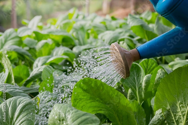 Obraz Watering vegetables