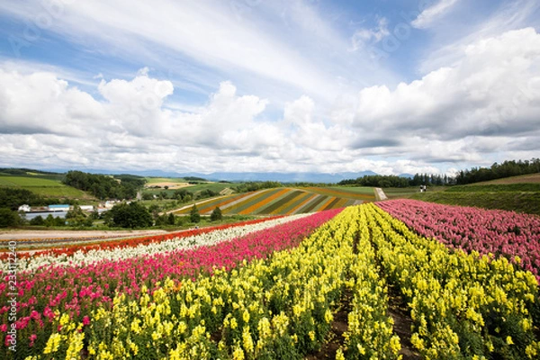 Fototapeta 四季彩の丘
