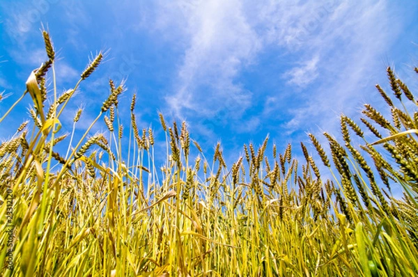 Obraz 晴天の小麦畑