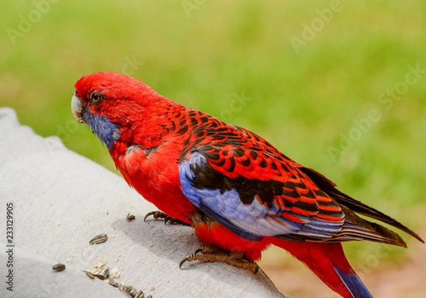 Fototapeta Many parrots live in the forest near Melbourne, Victoria.