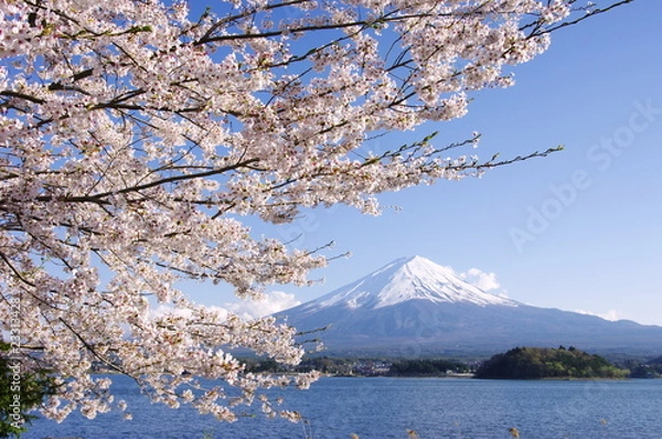 Obraz Mt.Fuji with cherry blossoms