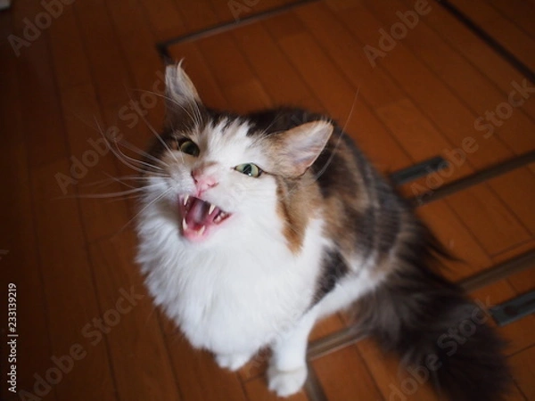 Obraz 口を開けて鳴くノルウエージャンフォレストキャット