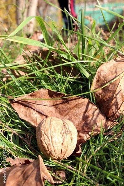 Fototapeta Walnuts on grass and leaves