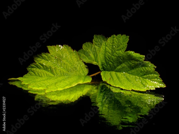 Obraz Beautiful leaf