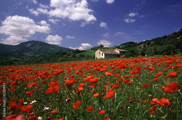 Obraz campo di papaveri