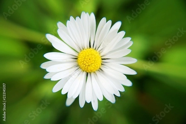 Obraz daisy in green grass
