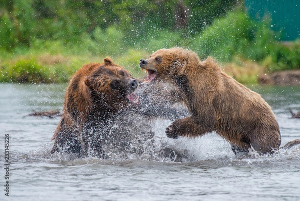 Fototapeta The Kamchatka brown bear is a subspecies of the brown bear, common on the territory of Eurasia. It differs from its relatives living in Siberia by its larger size and docile nature.
