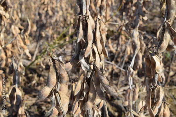 Fototapeta 収穫前のダイズ畑