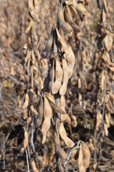 Fototapeta 収穫前のダイズ畑