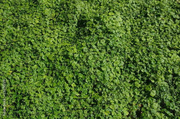 Obraz 画面いっぱいの葉っぱ