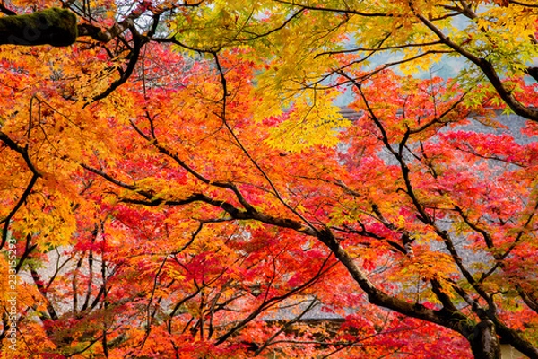 Fototapeta 燃える秋