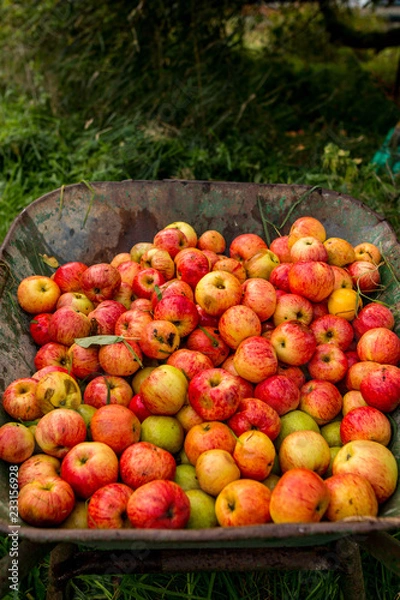 Obraz Apfelernte in Schleswig Hollstein
